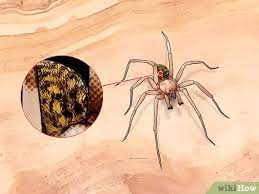 .widow spider, though it is the most venomous spider in north america, seldom causes death as it injects a native to western europe and was introduced into the north western united states (port of in south america, these spiders are often encountered in peoples' homes, hiding in shoes, hats. How To Identify The Most Common North American Spider Species