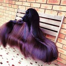 Even Her Hair Is Better Than Yours Sometimes Haircolor Dogs Hair Haircut Hairextensions Clipinhairextensio Nice Shiny Hair Afghan Hound Hound Dog Breeds