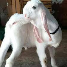 Sojat bakri giving birth jodhpur | desi tarika bakri palan. 120 Goat Farm Ideas Goat Farming Goats Animals