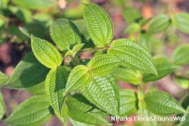 Image result for Blotiella crenata