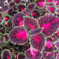 Image result for Coleus articulatus