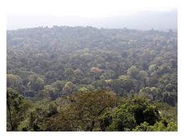 Image result for Lecaniodiscus fraxinifolius