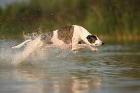 Greyhound By Wolfruede Galgo Lebrel Perros