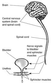 Bladder Control Problems Nerve Disease Niddk