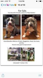Maybe you would like to learn more about one of these? Beautiful Pitbull Puppies Classic Xl Bullies For Sale In Metairie Louisiana Classified Americanlisted Com