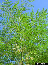 Meet The Miracle Tree Moringa Oleifera Moringa Tree Moringa Oleifera Tree Moringa Oleifera