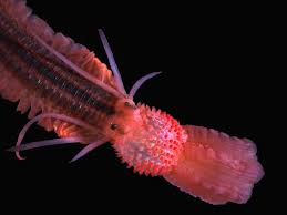 Image result for Phyllorachis