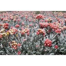 Image result for Helichrysum geminatum