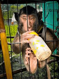 Image result for monkey caged