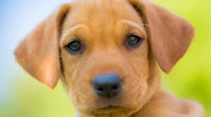 It's also free to list your available puppies and litters on our site. Labrador Retriever Mixes 51 Lab Crossbreeds With Pictures