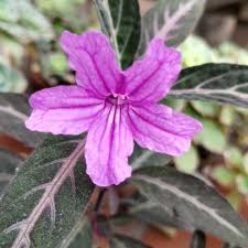 Image result for Ruellia makoyana