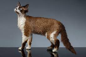Buy devon rex kittens, devon rex breeders maryland, devon rex has it, devon rex cats and allergies, devon rex for sale ontario, devon rex rescue michigan, devon rex katt, devon rex kittens for sale virginia, devon rex sphynx mix, average cost of devon rex cat, where to buy a devon rex kitten, devon rex shed, baby devon rex, devon rex stockholm, devon rex sphynx cross, devon rex adoption nyc. Devon Rex Charakter Haltung Pflege Katze Rassebeschreibung