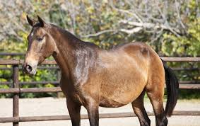 Buckskin Mare Andalusian By Yeguada Dimoba Gergal Dm