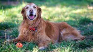 Call anytime to learn more about our pet euthanasia and hospice services. How Much Does Euthanasia Cost For Dogs