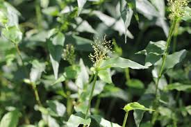 Image result for Panicum brevifolium