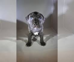 We are the next generation of mugleston xl american bullies. Puppyfinder Com View Ad Photo 1 Of Listing American Bully Puppy For Sale Adn 135725 Texas Houston Usa