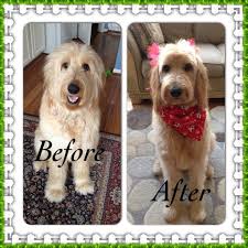 How To Properly Groom A Goldendoodle Google Search Goldendoodle Haircuts Labradoodle Grooming Goldendoodle Grooming