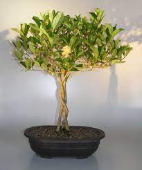 We did not find results for: Flowering Gardenia Bonsai Treebraided Trunk Jasminoides Miami Supreme