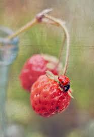 Pin By Iqra A On Capture The Moment With Images Ladybug Ladybird Lady Beetle