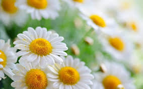 Flower Wallpapers Hd Flower Wallpaper Daisy Flower Daisy Wallpaper
