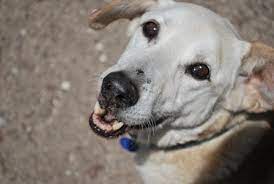 flower power fur altere hunde alles haustier alter hund hunde hunde in not