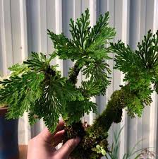 Image result for Selaginella afrorum