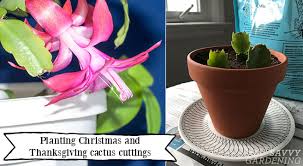 The cuttings will be sufficient for propagation. Christmas Cactus Cuttings How To Make More Holiday Plants