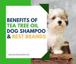 Tea Tree Oil Can Help In Several Dog Skin Reactions And Conditions And Bring Relief To Symptoms Know Benefits Best Dog Shampoo Dog Shampoo Tea Tree Oil Dogs