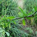 Image result for Rhodopentas