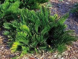 Image result for Cycnium jamesii