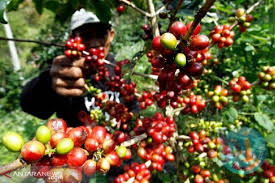 Sayangnya, produktivitas kopi indonesia sangat rendah. Gravfarm Indonesia Ekspor Kopi Ke Eropa Tengah Slovakia Senilai 1 Juta Euro Terasmaluku Com Semua Membacanya