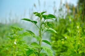 Image result for Cyamopsis tetragonoloba