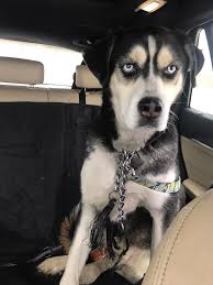 Lost pet found in Mt Vernon