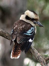 Australian Kookaburra Australian Birds Australian Native Animals Australian Fauna