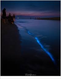 'zodra het gaat schemeren is de magie eraf' de foto's en filmpjes van zeewater met een neonblauwe gloed stromen binnen op de facebookpagina. Zeevonk In Katwijk Aan Zee Zeevonk In Katwijk Aan Zee Lees Flickr