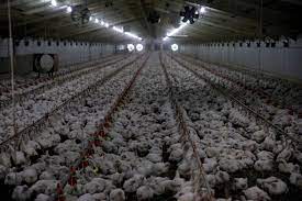 In 1992, modernized closed house farms with kee song agriculture was established in seremban, malaysia to meet demand of the hatchery and breeding business in malaysia. The Age Of The Chicken