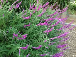 Flower color is purple/lavender and blooms in fall. Mexican Bush Sage Salvia Leucantha Santa Barbara In The Salvias Database Garden Org