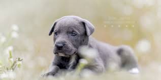 Gibt es eventuell noch wichtige punkte die ich beachten muss, wenn ich mir einen pitbull mischling anschaffe? Pitbull Mix Seite 2 Listenhunde Nothilfe