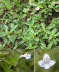 Image result for Lindernia monroi