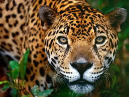 Check out jaguares919's art on deviantart. Jaguars Ecuador Forest Of Clouds