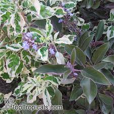 Image result for Vitex trifolia