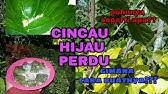 Segenggam besar daun cincau hijau/ 40 lembar daun cincau hijau Cara Membuat Cincau Hijau Perdu Cincau Organik Youtube