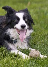 Border Collie Crazy 5 Tips For Keeping Border Collies In Apartments
