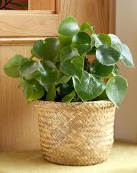They'll enjoy being snug in their pot. Peperomia Better Homes Gardens