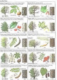 Image Result For Identifying North Carolina Trees Tree