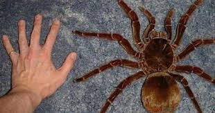 Everything about the goliath birdeater is big and terrifying: Meet The Goliath Birdeater The Largest Tarantula In The World 22 Words