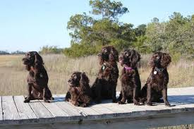 Boy, am i glad to see you. Boykin Spaniel Week Celebrates Sc S State Dog Hilton Head Island Packet