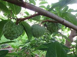 Image result for Annona squamosa