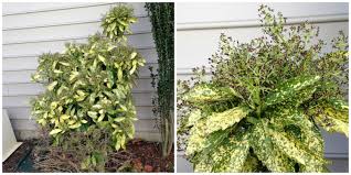 Very drought tolerant, slow growing, deep shade loving…» End Of Month Views March 31 2015 A Walk In The Garden