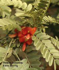 Image result for Sesbania